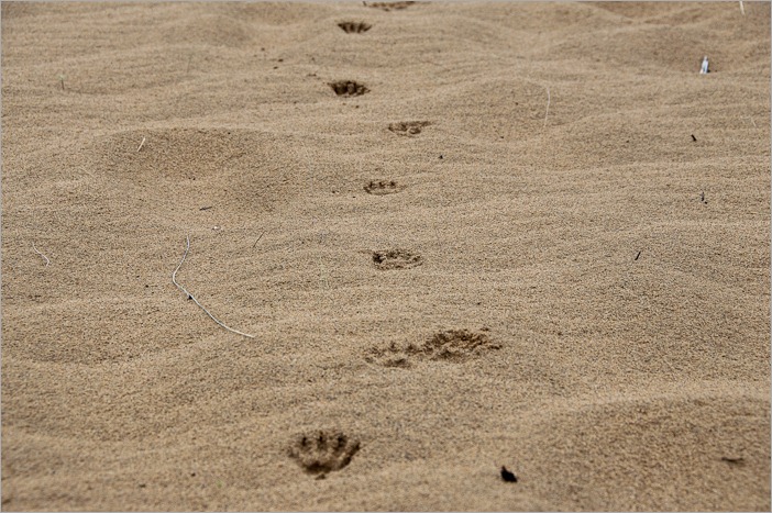 Not dog traces Not dog traces