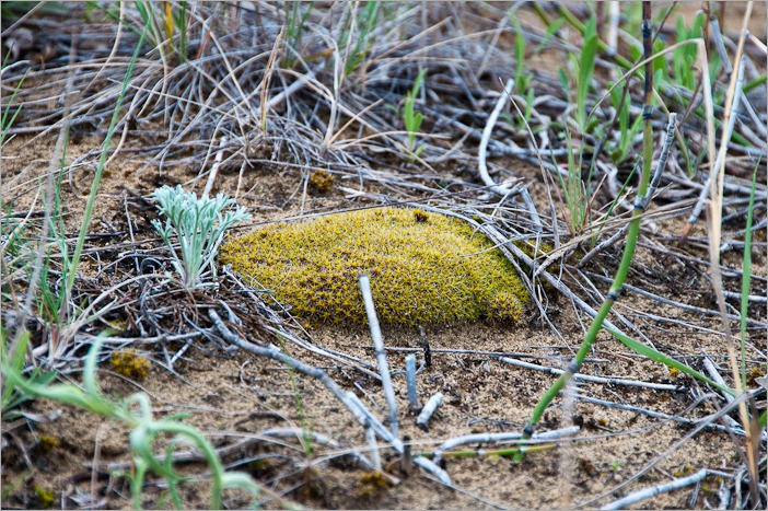 I don’t believe this is moss I don’t believe this is moss