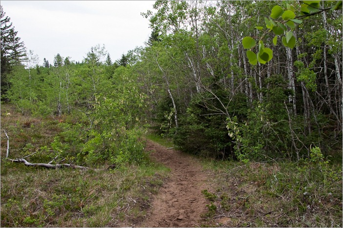 The green land again The green land again