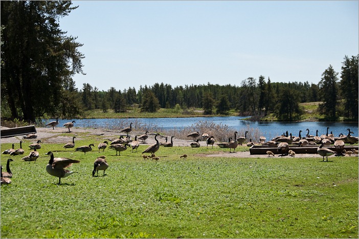 Wild geese Wild geese