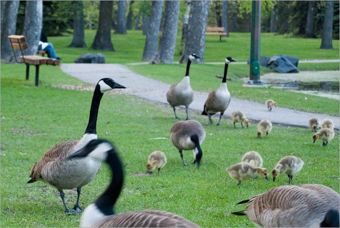 Last year’s geese Last year’s geese