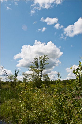 Lots of green in the Assiniboine Forest Lots of green in the Assiniboine Forest