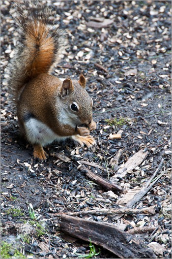 Young squirrel feeding on leftovers Young squirrel feeding on leftovers