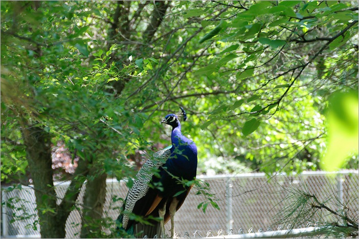 Getting high on a fence and keeping cool Getting high on a fence and keeping cool