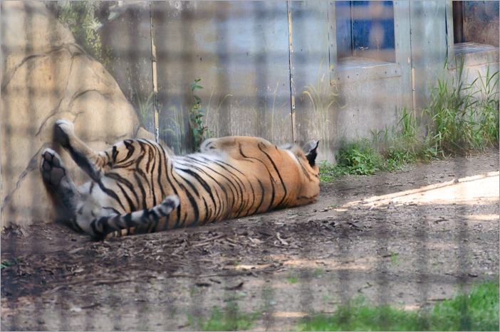 “Tyger, Tyger, burning bright…”, well, not this one…  “Tyger, Tyger, burning bright…”, well, not this one…