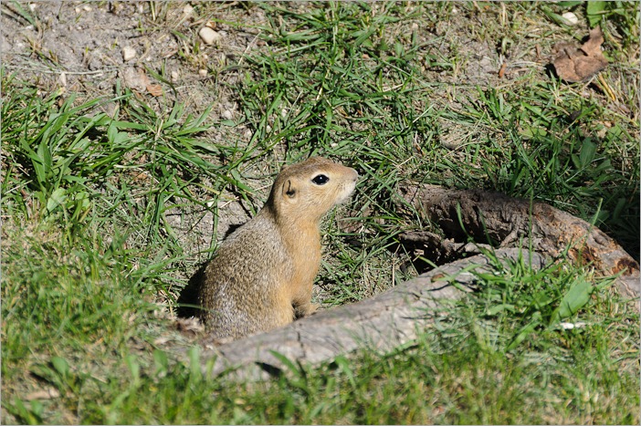 Shy groundhog, living free in the zoo Shy groundhog, living free in the zoo