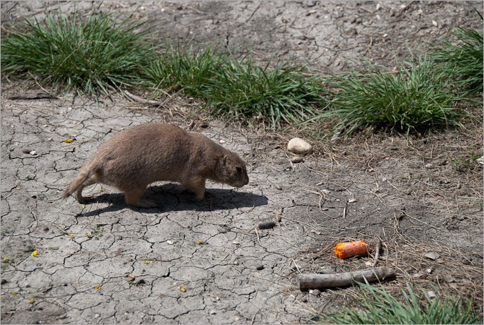 Looking for some carrot Looking for some carrot