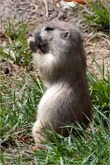 Meet Pete the prairie dog Meet Pete the prairie dog