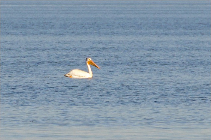 Pelican on Lake Winnipeg Pelican on Lake Winnipeg