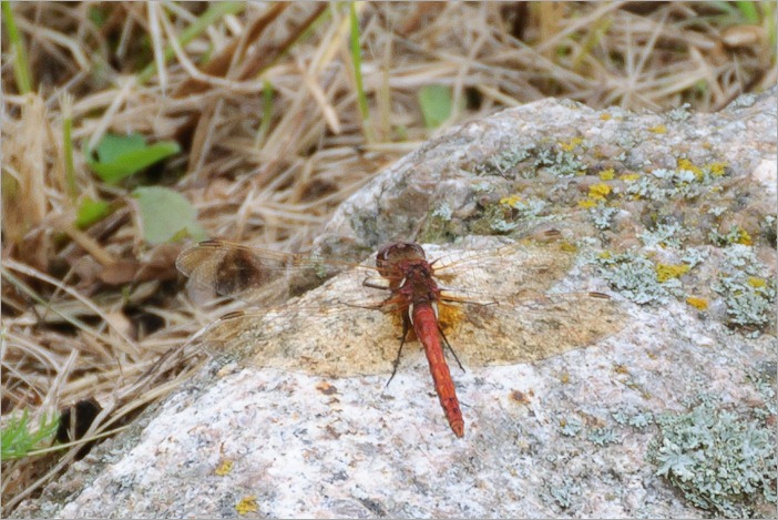 Red coloured variety of dragonflies, this one measures about 7cm, wingspan around 10cm Red coloured variety of dragonflies, this one measures about 7cm, wingspan around 10cm