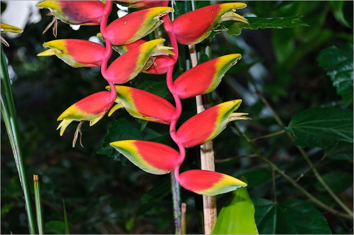 Tropical? Definitely! Tropical? Definitely!