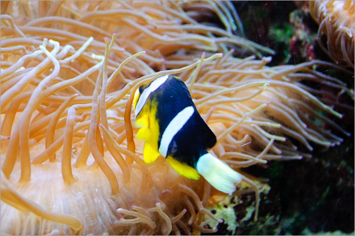 Funny or clown fish? Funny or clown fish?