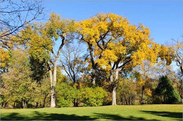 Flamboyant trees Flamboyant trees