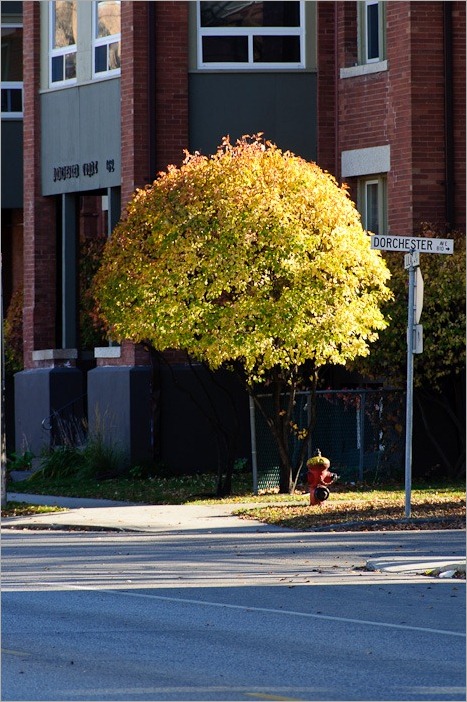 Small tree in the street Small tree in the street