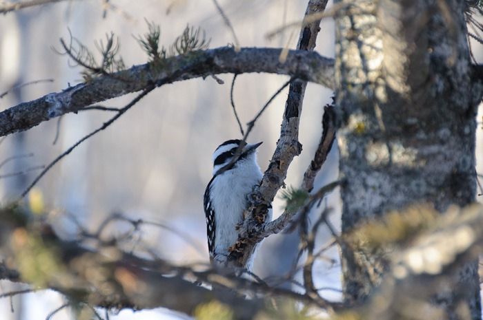 hungry animal hungry animal