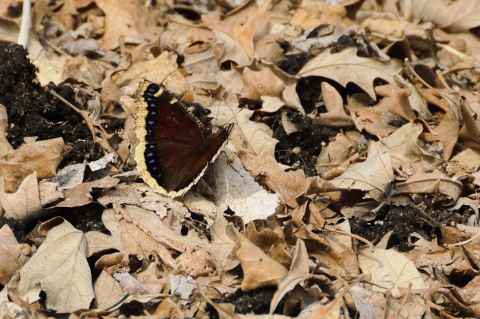 Mourning Cloak Mourning Cloak