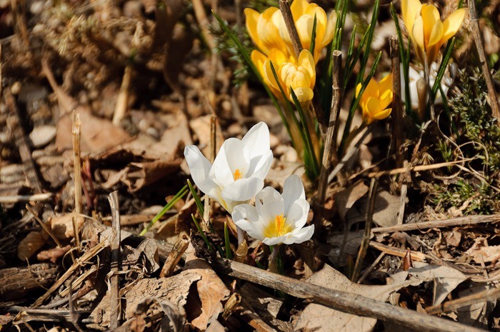 Crocuses Crocuses