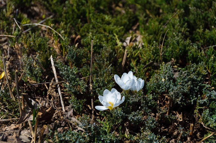 Crocus Crocus