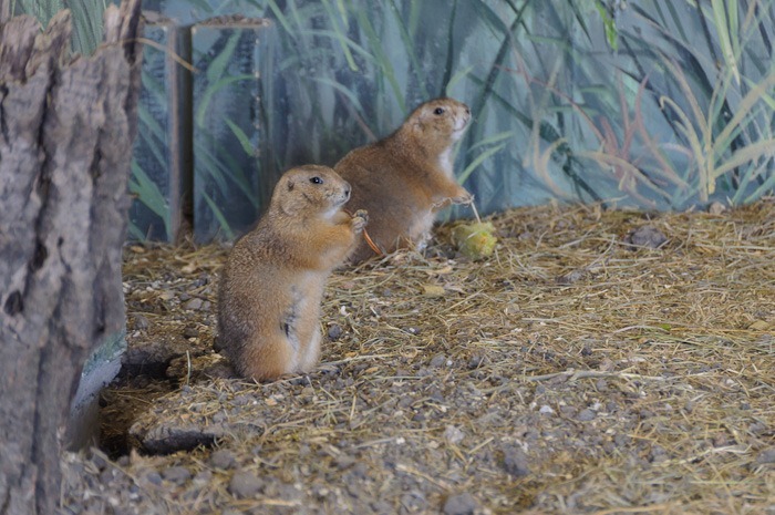 Groundhogs Groundhogs