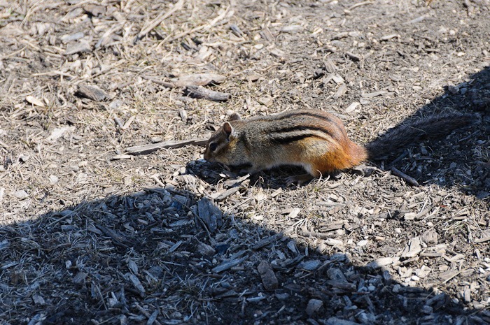 Chipmunk Chipmunk
