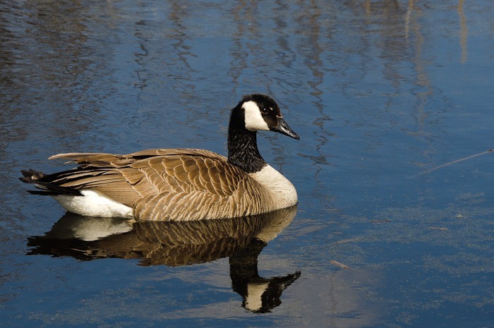 Papa goose Papa goose