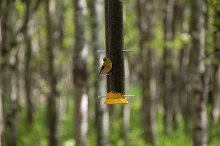 Female American Goldfinch Female American Goldfinch