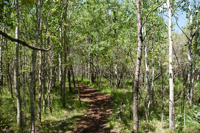 Young green Young green