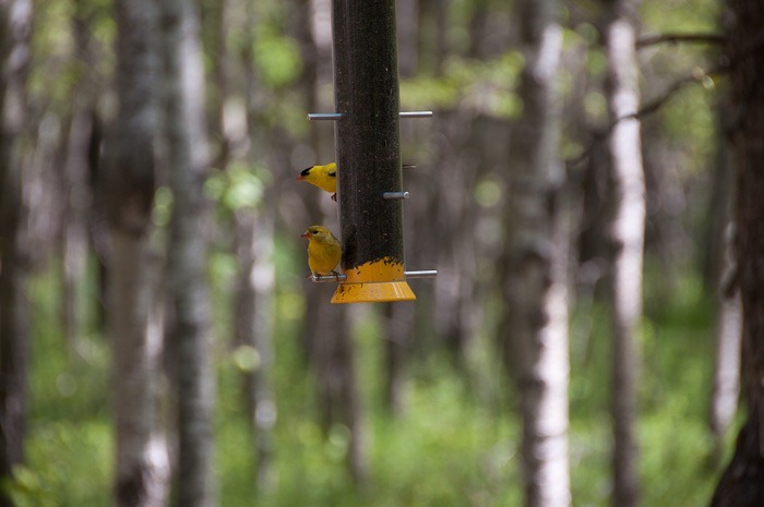 Male and Female American Goldfinch Male and Female American Goldfinch