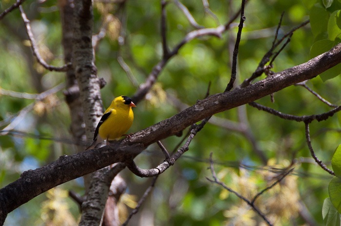 American Goldfinch American Goldfinch