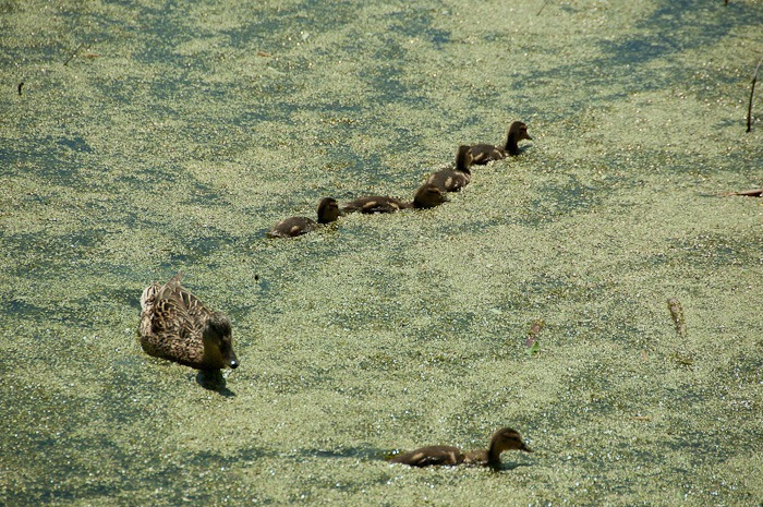 Fluff balls in green salad Fluff balls in green salad