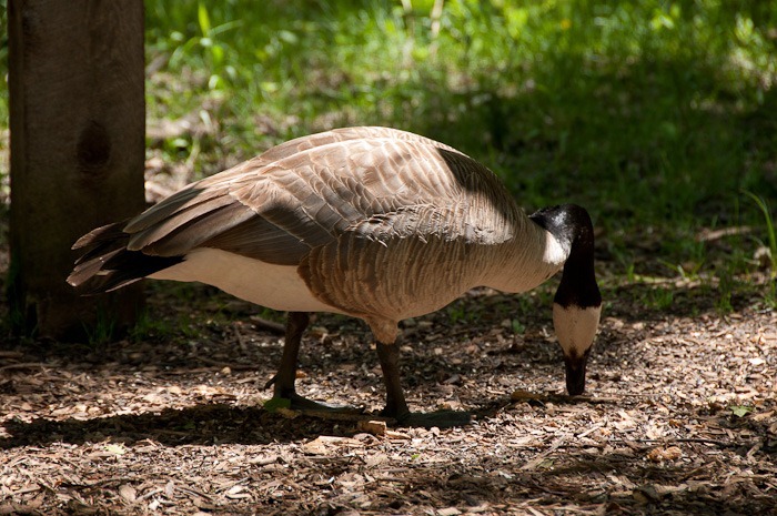 Eat, eat, eat! Eat, eat, eat!