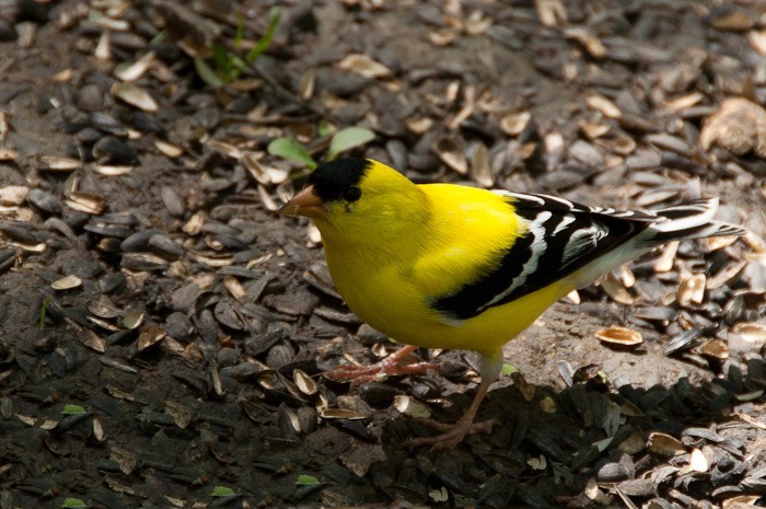 Male American Goldfinch Male American Goldfinch