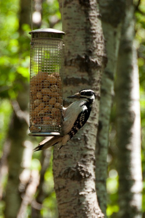 Even the woodpecker will not leave the feeder alone Even the woodpecker will not leave the feeder alone