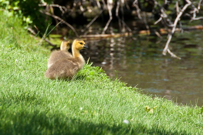 Little fluff balls Little fluff balls