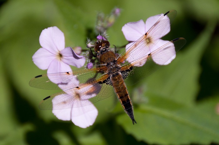 Man's best friend Man's best friend