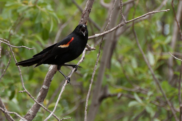 Red winged Blackbird Red winged Blackbird
