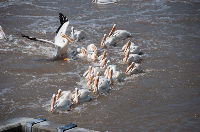 American White Pelicans American White Pelicans