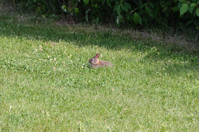 No introduction needed No introduction needed