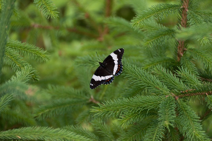 White Admiral White Admiral