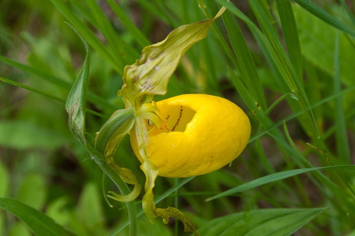 Ladyslippers Ladyslippers